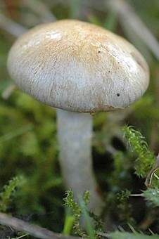 Grauwerdener Schleimfuß, Foto 3