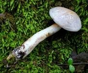 Grauwerdener Schleimfuß, Foto 5