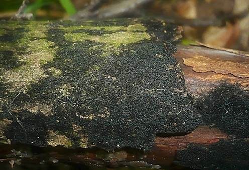 Greville´s Schwarzbecher-Kernpilz, Foto 4