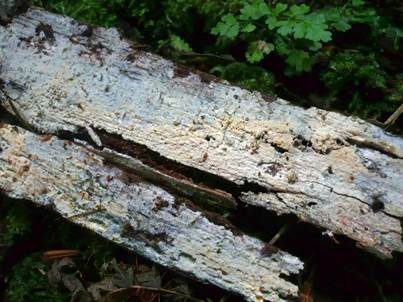 Grobe Traubenbasidie, Foto 3