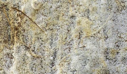 Grobe Traubenbasidie, Foto 4