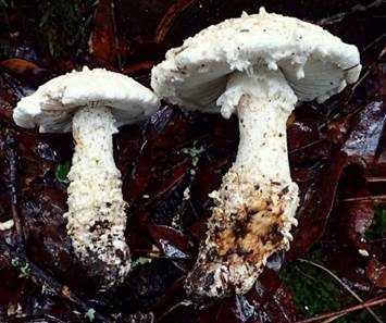Grobschuppiger Wulstling, Foto 4