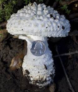 Grobschuppiger Wulstling, Foto 6