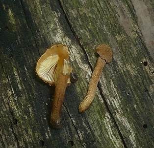 Grobwarziger Flockenschüppling, Foto 4