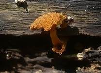 Grobwarziger Flockenschüppling, Foto 7