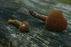 Grobwarziger Flockenschüppling, Foto 8