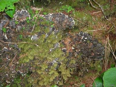Großblattflechte, Foto 6