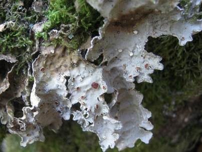 Großblatt-Lungenflechte, Foto 3