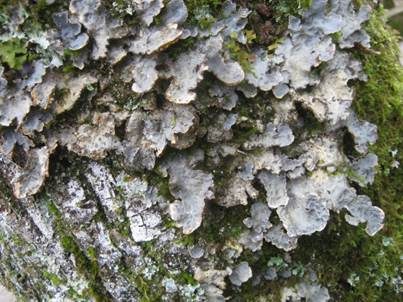 Großblatt-Lungenflechte, Foto 5