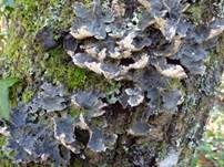 Großblatt-Lungenflechte, Foto 11