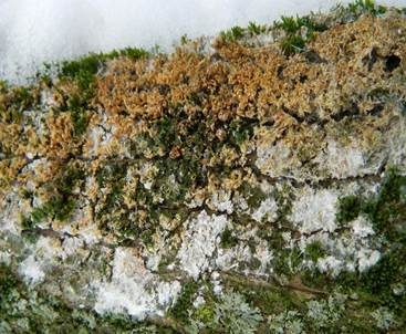 Große Algenspinne, Foto 2