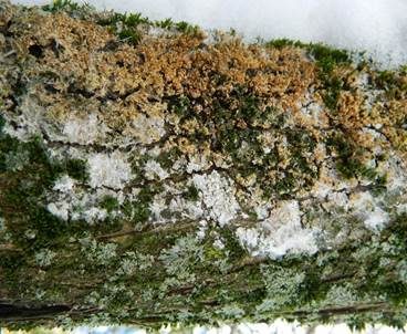 Große Algenspinne, Foto 3