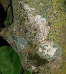 Große Algenspinne, Foto 6