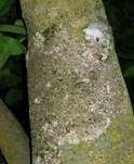 Große Algenspinne, Foto 7