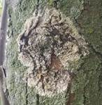 Große Algenspinne, Foto 9