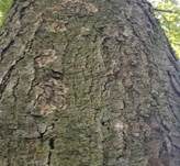 Große Algenspinne, Foto 11