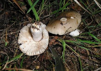 Großer Camembert-Täubling, Foto 2