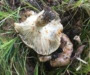 Großer Camembert-Täubling, Foto 12