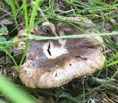 Großer Camembert-Täubling, Foto 13