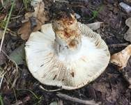 Großer Camembert-Täubling, Foto 9