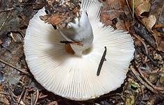 Großer Camembert-Täubling, Foto 10