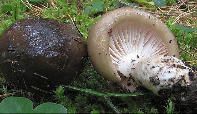 Großer Kiefern-Schneckling, Foto 2