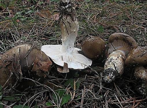 Großer Kiefern-Schneckling, Foto 3
