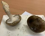 Großer Kiefern-Schneckling, Foto 14
