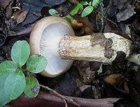 Großer Kiefern-Schneckling, Foto 6