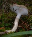 Großer Kiefern-Schneckling, Foto 11