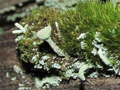 Große Trompetenflechte, Foto 3