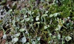 Große Trompetenflechte, Foto 12