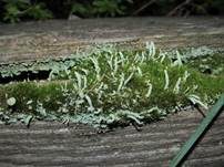 Große Trompetenflechte, Foto 7