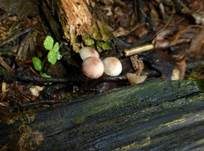 Großer Bluthelmling, Foto 20