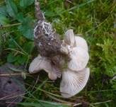Großer Dunkel-Trichterling, Foto 20