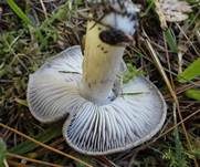 Großer Erdritterling, Foto 7