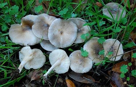Bereifter Weichritterling, Foto 3