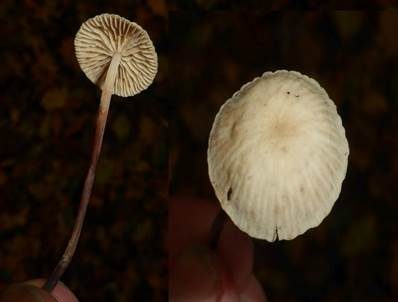 Großer Knoblauchschwindling, Foto 2