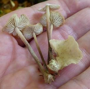 Großer Knoblauchschwindling, Foto 3