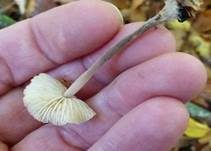 Großer Knoblauchschwindling, Foto 12