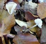Großer Knoblauchschwindling, Foto 13
