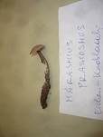 Großer Knoblauchschwindling, Foto 18