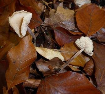 Großer Knoblauchschwindling, Foto 4