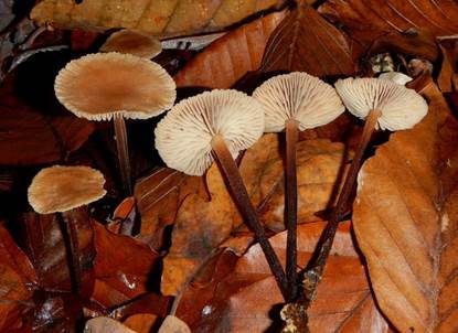 Großer Knoblauchschwindling, Foto 5