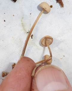 Großer Knoblauchschwindling, Foto 6