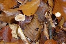 Großer Knoblauchschwindling, Foto 8