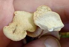 Großer Knoblauchschwindling, Foto 9