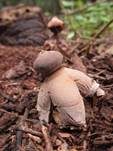 Großer Nesterdstern, Foto 7