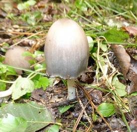 Großer Rausportintling, Foto 6