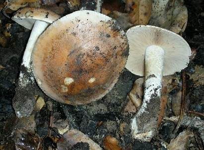 Großer Rettichfälbling, Foto 2